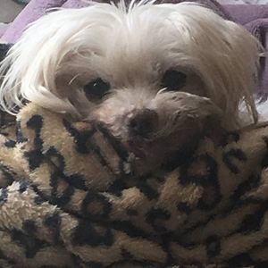 Meet your Posher, Kira